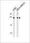 SSPN Antibody (N-term)